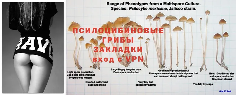 купить наркотик  Белоозёрский  Галлюциногенные грибы мицелий 